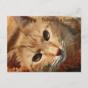 Cat quote postcard