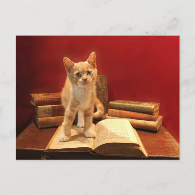 Cat Reading Staying on books Postcrossing Postcard (Front)