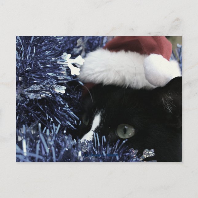 Cat ready to pounce behind blue tinsel, faded tint postcard (Front)
