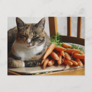 Cat 'Red' with Carrots Postcard