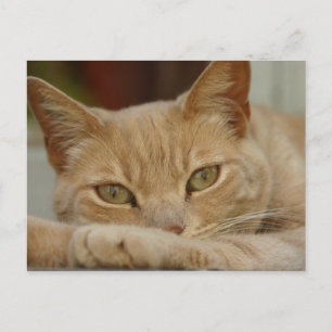 Cat relaxing. postcard