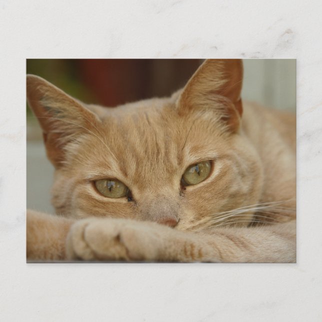 Cat relaxing. postcard (Front)