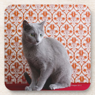 Cat (Russian blue) and wallpaper background Coaster