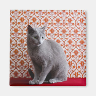 Cat (Russian blue) and wallpaper background Magnet
