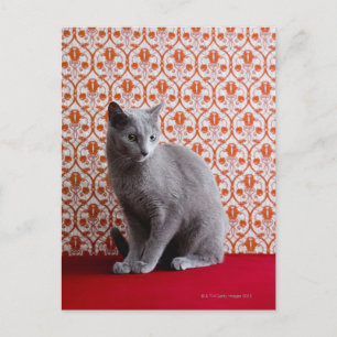 Cat (Russian blue) and wallpaper background Postcard