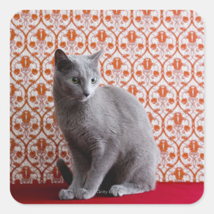 Cat (Russian blue) and wallpaper background Square Sticker