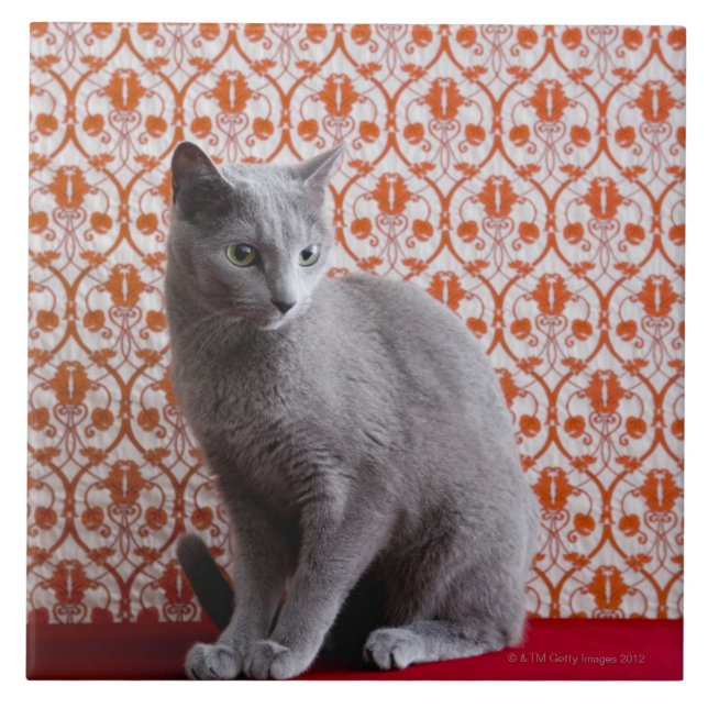 Cat (Russian blue) and wallpaper background Tile (Front)