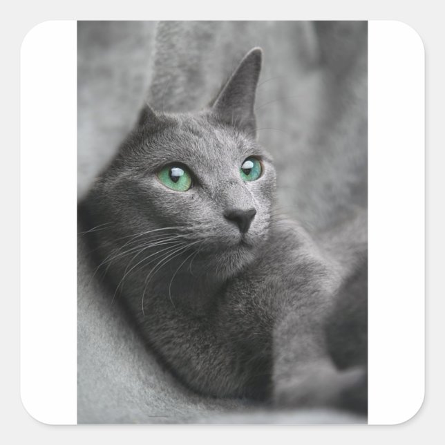 Cat Russian Blue Look Eyes Grey Pet Square Sticker (Front)