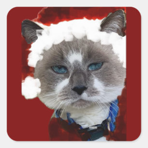 Cat Santa Claws Christmas Maureen Girard Blue Eye Square Sticker