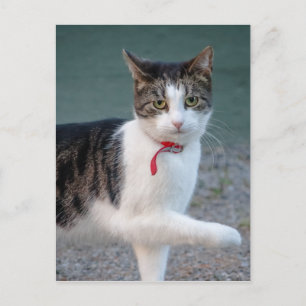 Cat says hi CC0215 Cute pet photo Postcard