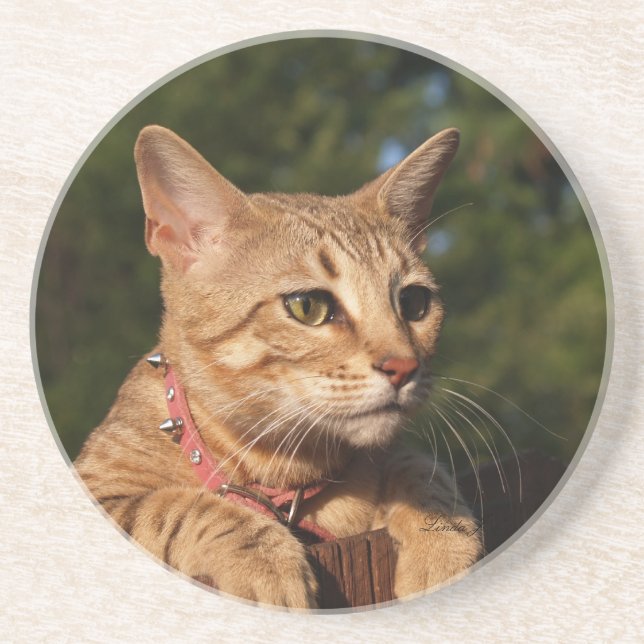 Cat Series---Serval Savannah Cat---Coaster Coaster (Front)