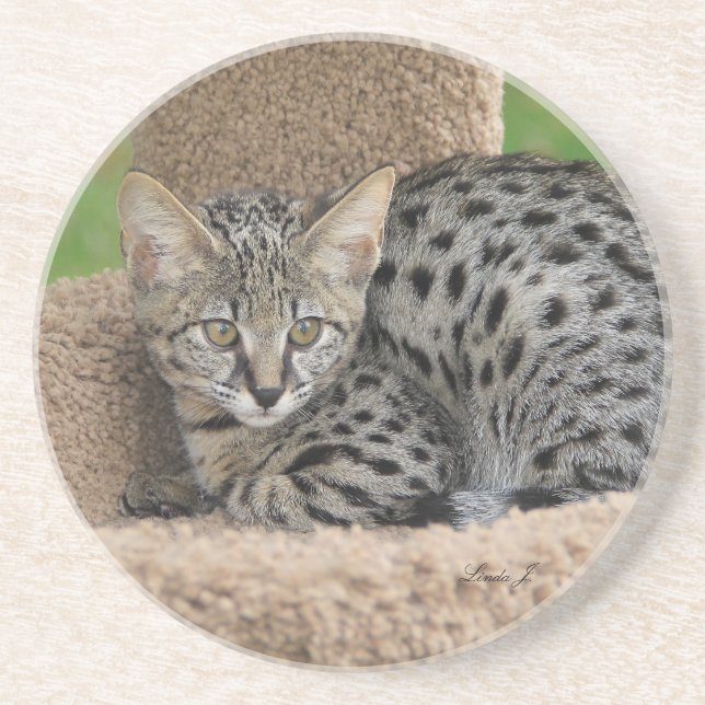 Cat Series---Serval Savannah Cat---Coaster Coaster (Front)