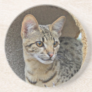 Cat Series---Serval Savannah Cat---Coaster Coaster