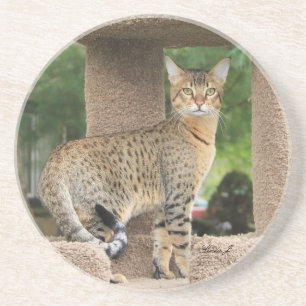 Cat Series---Serval Savannah Cat---Coaster Coaster