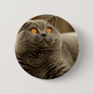 Cat: Shorthair Cat 6 Cm Round Badge