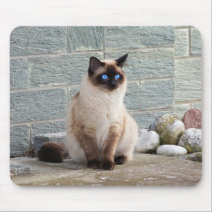 Cat, Siamese, Animal Mouse Mat