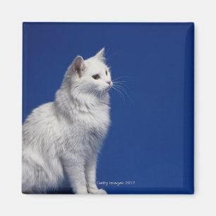 Cat sitting against blue background magnet