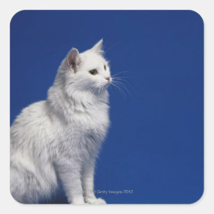 Cat sitting against blue background square sticker