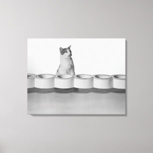 Cat sitting and licking beside pet bowl on white canvas print