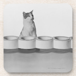 Cat sitting and licking beside pet bowl on white coaster