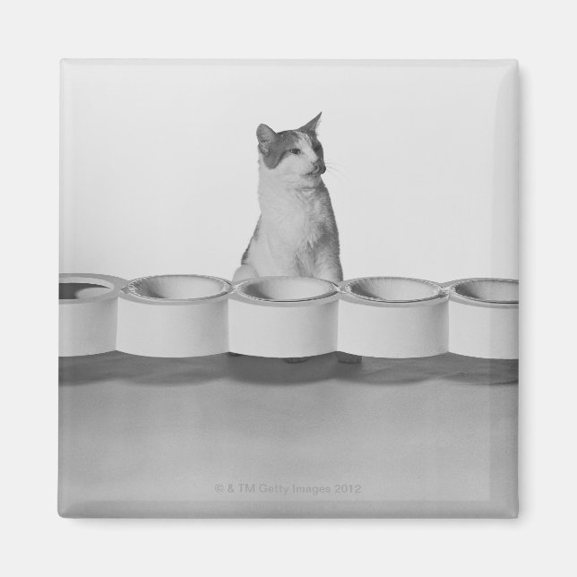 Cat sitting and licking beside pet bowl on white magnet (Front)