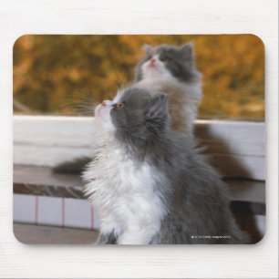 Cat sitting and looking up mouse mat