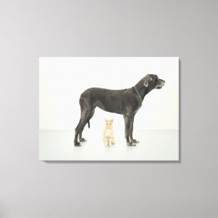 Cat sitting beneath Great Dane Canvas Print