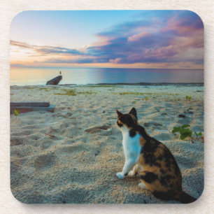 Cat Sitting On A Beach Coaster
