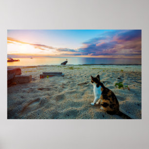 Cat Sitting On A Beach Poster