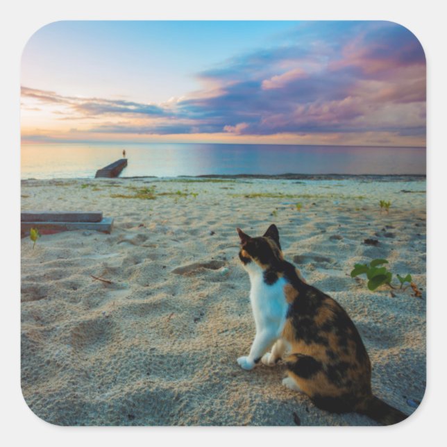 Cat Sitting On A Beach Square Sticker (Front)