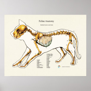 Cat Skeletal Joint Anatomy Veterinary Chart