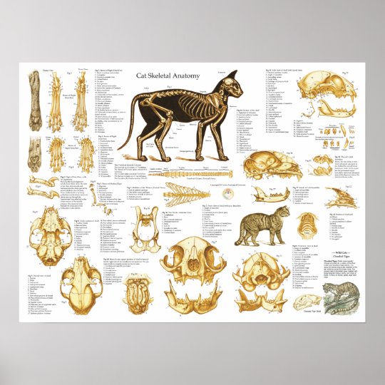 Cat Skeletal Skull Anatomy Poster 18 X 24 | Zazzle.co.uk