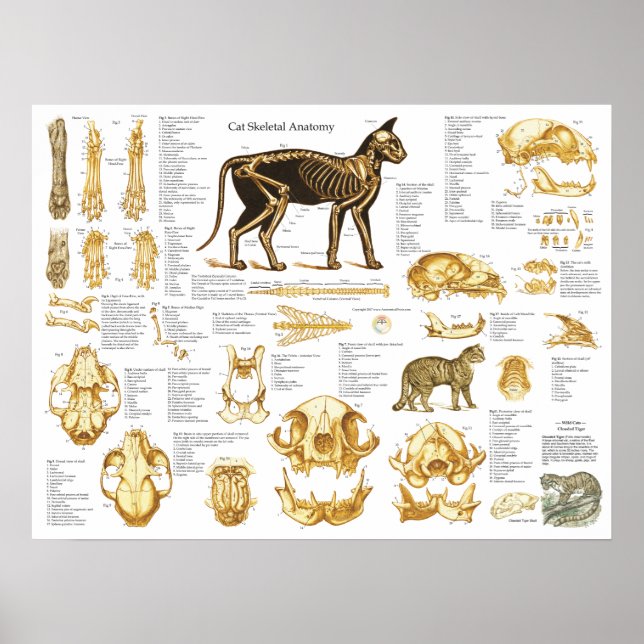 Cat Skeletal Skull Anatomy Poster 18 X 24 (Front)
