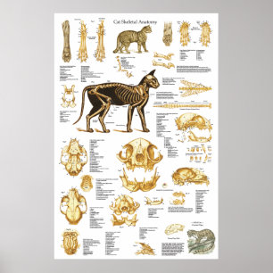 Cat Skeletal Skull Anatomy Poster 24 X 36