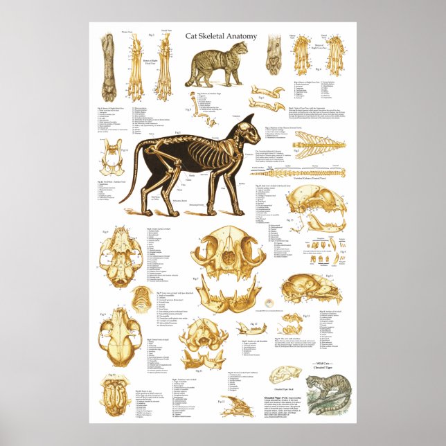 Cat Skeletal Skull Anatomy Poster 24 X 36 (Front)