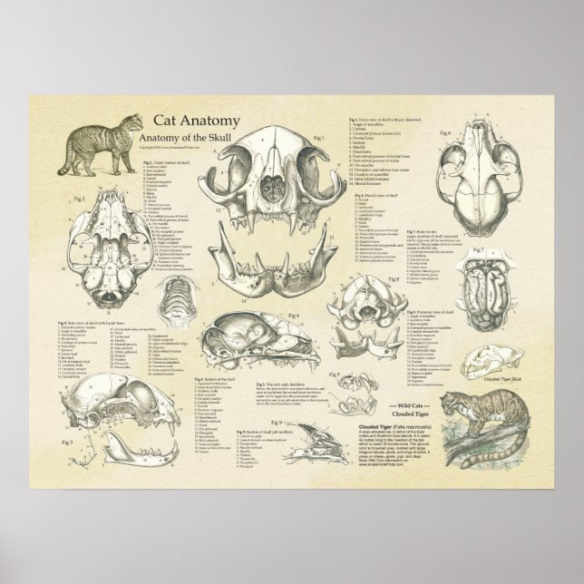 Cat Skeletal Skull Bones Anatomy Chart (Front)
