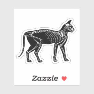Cat Skeleton