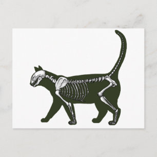 Cat Skeleton Postcard