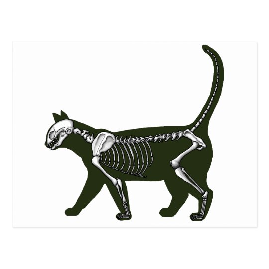 Cat Skeleton Postcard | Zazzle.co.uk