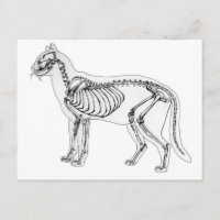 Cat skeleton