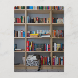 Cat sleeping in bookshelf library books postcard