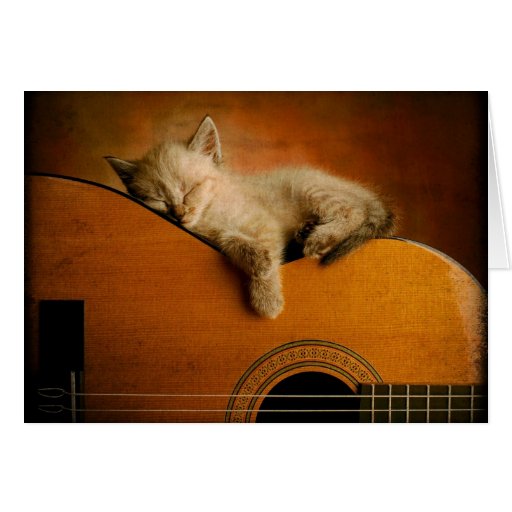 Image of Cat sleeping on guitar
