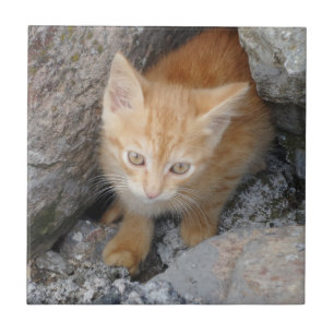 Cat Small (4.25" x 4.25") Ceramic Photo Tile