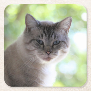 Cat square paper coaster