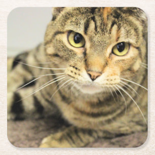 Cat  square paper coaster