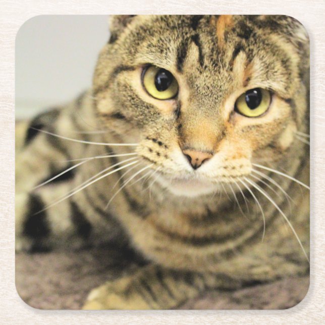 Cat  square paper coaster (Front)