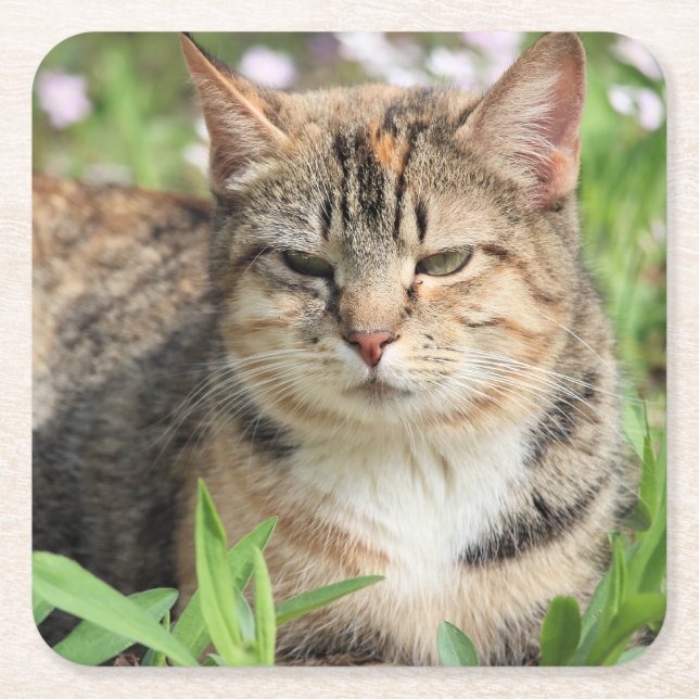 Cat Square Paper Coaster (Front)