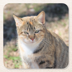 Cat  square paper coaster