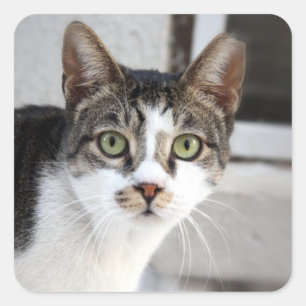 Cat Square Sticker