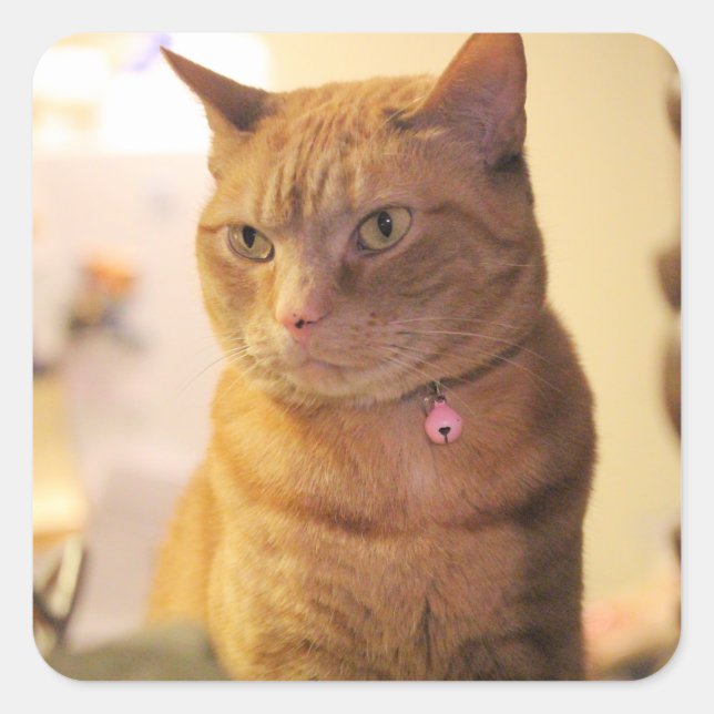 Cat Square Sticker (Front)